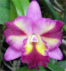 Sogo Doll 'Little Angel' AM/OSROC